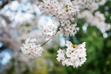 cherry blossoms on UBC campus
