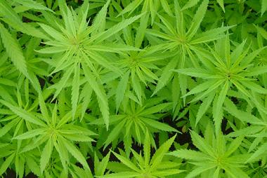 UBC experts on 4/20 cannabis events