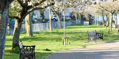 park with cherry blossoms