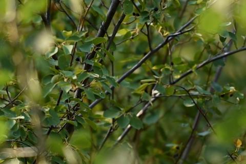 Close-up of tree branches and leaves