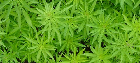 UBC experts on 4/20 cannabis events